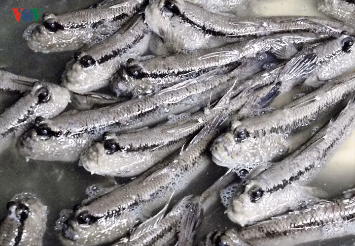 Hiện nay, cá thòi lòi đã trở thành món ăn phổ biến khắp làng quán bình dân hay sang trọng tại vùng đất tận cùng Tổ quốc.