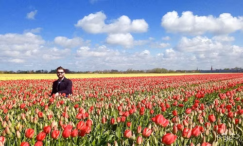 Với mức giá hơn 9 USD/bó, mỗi cánh đồng hoa tulip thế kỉ 17 có trị giá gần 6.000 USD mỗi vụ. Ảnh: Neill Strain.