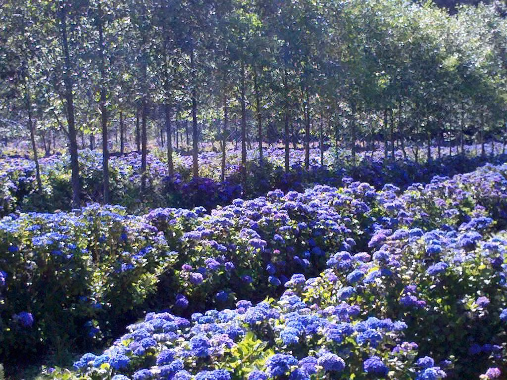 Có nguồn gốc từ miền nam, miền đông châu Á và châu Mỹ, hoa cẩm tú cầu được bán với giá 7 USD/cành. Hoa có thể đổi màu từ hồng, xanh cho tới tím nhạt. Ảnh: Debraprinzing.