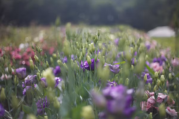 Cát tường là loài hoa nở thường niên trong khu vực ấm áp ở miền Nam Hoa Kỳ, Mexico, Caribbean và miền bắc Nam Mỹ. Hoa có nhiều màu từ tím nhạt, trắng, đến tím xanh. Ảnh: Printest.