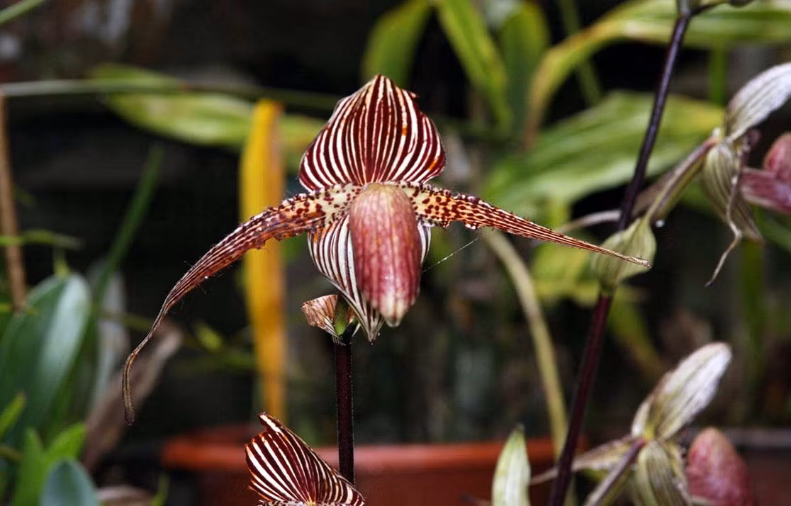 Bạn không thể tìm thấy loài hoa Vàng của Kinabalu Orchid ở bất cứ nơi đâu ngoài Vườn quốc gia Kanabalu đặt tại Malaysia. Hoa nở 15 năm một lần. Vì thế mỗi cây hoa này có thể đội giá lên tới 5.000 USD tại chợ đen. Ảnh: Homestylediary.