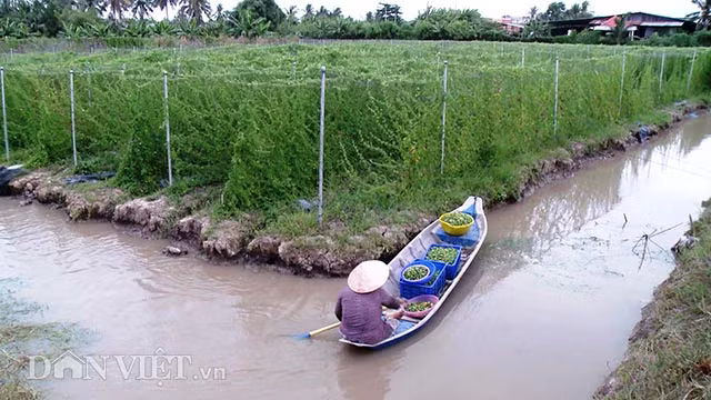 Khổ qua rừng được trồng theo hướng hữu cơ, không sử dụng phân thuốc, hóa học.