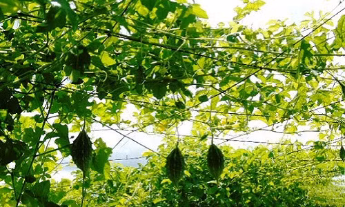 Chị Thoa cho biết, để đảm bảo vùng nguyên liệu tự cung, trong thời gian tới chị sẽ mở rộng trồng hàng trăm ha khổ qua rừng ở vùng ĐBSCL và đưa sản phẩm trà khổ qua của mình vào hệ thống siêu thị toàn quốc; mở rộng thị trường sang các nước Mỹ, Úc, Châu Âu và Hồng Kông…