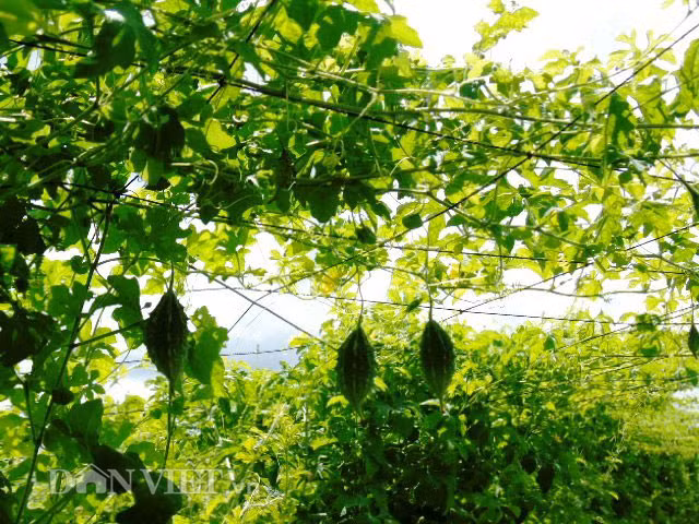 Từng học ngành công nghệ thực phẩm, chị Thoa khát khao tạo ra vùng dược liệu quý từ khổ qua rừng, phòng và điều trị bệnh cho mọi người. Năm 2013, chị trồng thí nghiệm 1ha khổ qua rừng tại Sóc Trăng; sau khi thu hoạch chị đem cho người thân quen, những người bị bệnh tiểu đường, cao huyết áp, mở máu,… dùng thử và kiểm nghiệm đánh giá xem hiệu quả như thế nào. Và kết quả sức khỏe mọi người được cải thiện rất tốt.