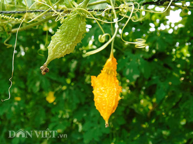 Vườn khổ qua rừng xanh mướt đang cho trái tại Bình Minh, Vĩnh Long