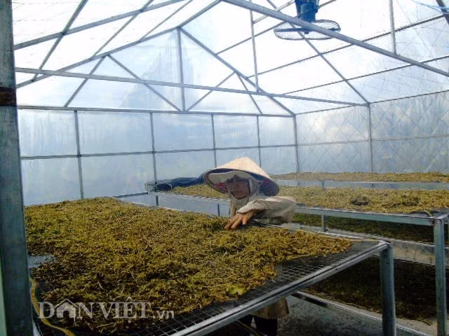 Khổ qua rừng được rửa sạch, sấy khô trước khi làm ra nhiều sản phẩm có công dụng hỗ trợ tốt cho sức khỏe.