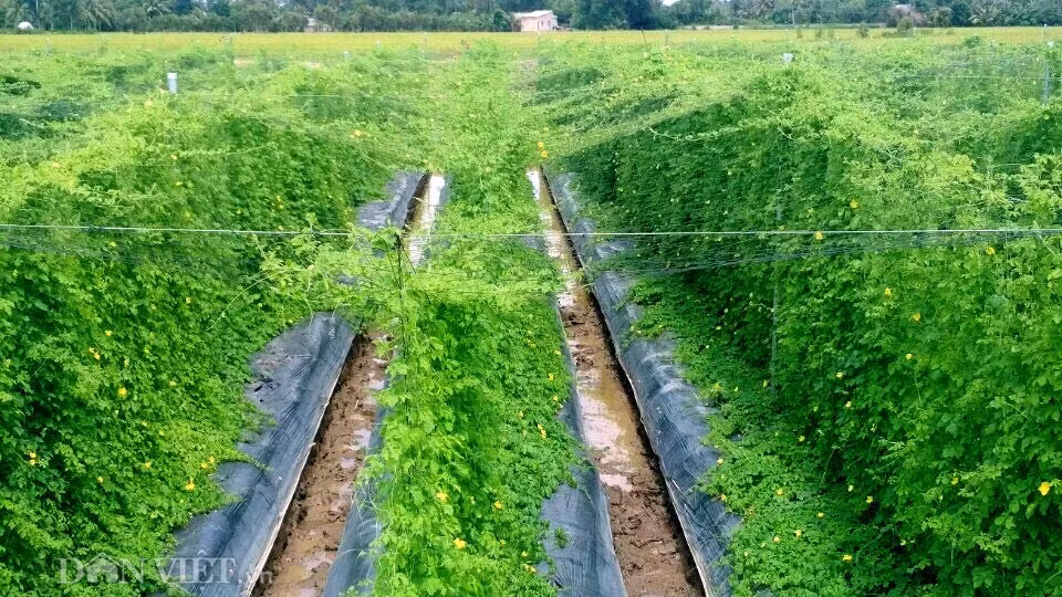 Muot mat ngam 10ha kho qua rung “sach” giua dong bang