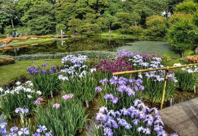 Vườn hoa đua nhau khoe sắc. Ảnh: HdriTokyo.