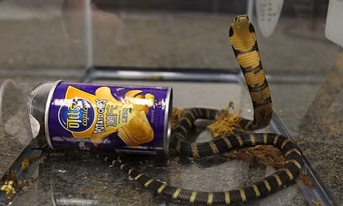 Kinh hoang 3 ho mang chua “tron" trong hop khoai tay