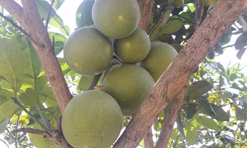 Len nui dai...“vang rong”-Hinh-2