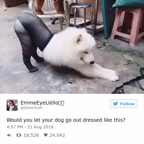 Chú chó cực đáng yêu mặc quần tất của cô chủ trông cực kỳ quyến rũ. Ảnh: Bored.