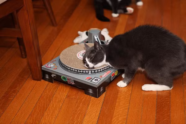 Sockington (còn được biết đến với tên gọi Socks) đến từ Maine, Mỹ. Trang Twitter của Sockington hiện đã thu hút hơn 1,3 triệu lượt người theo dõi. So với những người bạn nổi tiếng của mình, Sockington lại là chú mèo có hoàn cảnh đặc biệt đáng thương hơn cả. Sockington được người ta tìm thấy khi bị bỏ rơi trên lề đường Boston. Thật may mắn chú đã được Jason, một người đàn ông tốt bụng cưu mang và nuôi nấng. Kể từ sau khi được ông chủ post ảnh lên Twitter, chẳng bao lâu sau chú mèo tội nghiệp đã trở thành “ngôi sao” trên mạng xã hội.