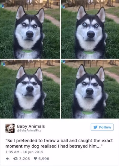 Chú chó nổi tiếng trên mạng xã hội với khuôn mặt "hờn dỗi" cô chủ của mình cực đáng yêu. Ảnh: Bored.