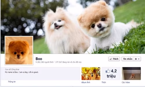 Nếu bạn thắc mắc chú chó nào đang "hot" nhất trong làng mạng xã hội, đấy chắc chắn là Boo - gương mặt có gần 4,3 triệu người hâm mộ trên Facebook. Không phải ngôi sao truyền hình thực tế hay diễn viên điện ảnh, chính vẻ ngoài siêu dễ thương và thói quen "pose" hình đã khiến Boo ngày càng nổi tiếng.