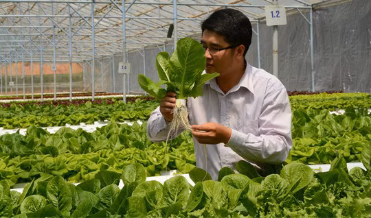 Hầu hết các vườn rau thủy canh lớn tại nước ta đều được hệ thống siêu thị nhận bao tiêu. Ảnh: Nld.