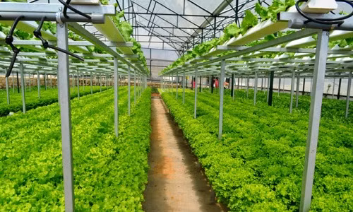 Được biết, cứ 1.000 m2 nhà kính trồng rau được lắp đặt đầy đủ trang thiết bị có kinh phí đầu tư 1,2 tỷ đồng. Tuy nhiên, lợi nhuận thu về cũng không hề nhỏ. Ảnh: Zing.