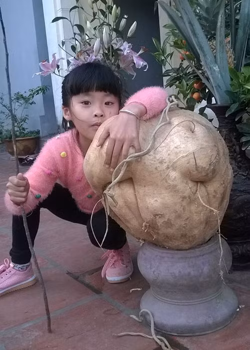 Củ đậu nặng 21kg ở huyện Đông Anh, Hà Nội khiến gia đình chị Nguyễn Quyên thích thú không ăn, để đến khi hỏng thì thôi. Ảnh: Baophunu.