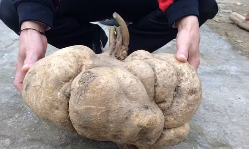 Đầu năm nay, củ đậu 16kg tại huyện Tương Dương (Nghệ An) khiến người dân vô cùng sửng sốt. Ảnh: Báo Nghệ An.