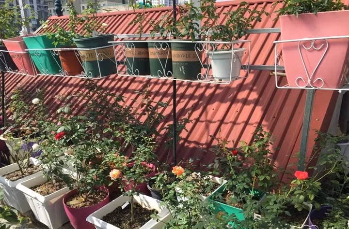 Những chậu hồng bung nở, đua nhau khoe sắc. Ảnh: Tamsugiadinh.