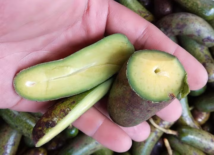 Bơ không hạt được người tiêu dùng ưa chuộng còn bởi bơ không bị hao hụt như bơ sáp, bơ nến (hạt chiếm 1/2 trọng lượng). Ảnh: Facebook.