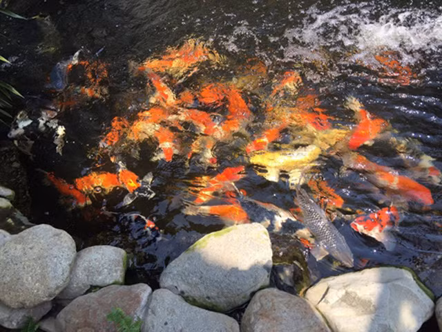 Anh từng phải đập hồ để xây lại dù mới làm được 2 tháng để có nơi nuôi cá đạt tiêu chuẩn. Hồ được đào sâu 1,5m để có thể nuôi được cá Koi khi chúng lớn. Khu vực nuôi cá có mái che để tránh nắng hay nước mưa có chất axit gây hại cho cá.