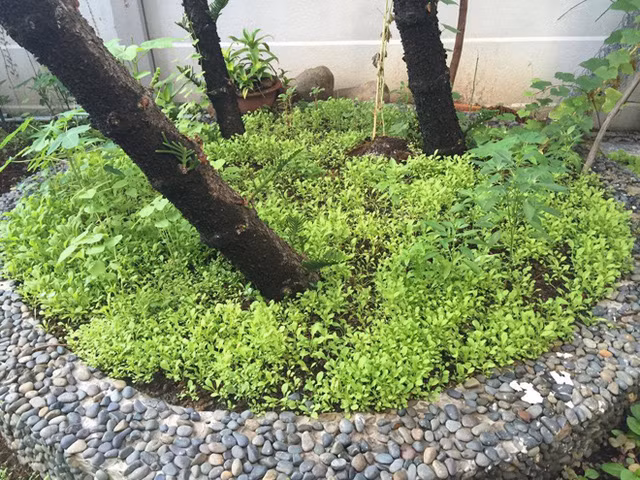 Thỉnh thoảng thu hoạch theo vụ có dư rau, mẹ ca sĩ lại đem biếu hàng xóm.