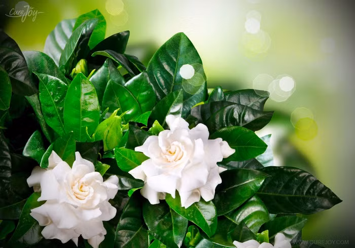 Hoa dành dành nổi tiếng với màu sắc trắng đẹp tinh khiết và hương thơm nồng nàn, quyến rũ. Hoa dành dành có lá màu xanh thẫm và các bông hoa đơn màu trắng hoặc màu vàng nhạt, tràng hoa hình ống có 5-10 cánh hoa. Hoa dành dành thường nở vào giữa mùa xuân đến giữa mùa hè.