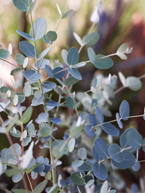 Bạn có biết rằng, cây khuynh diệp chứa nhiều tinh dầu tỏa ra mùi hương dễ chịu. Cây khuynh diệp rất dễ trồng trong nhà đẹp. Cây có lá màu xanh xám với mùi thơm rất đặc trưng, nhất là khi bạn chà xát lá cây. Nếu trồng cây khuynh diệp trong nhà, bạn nên tưới cây hàng ngày và tỉa lá nếu cần.