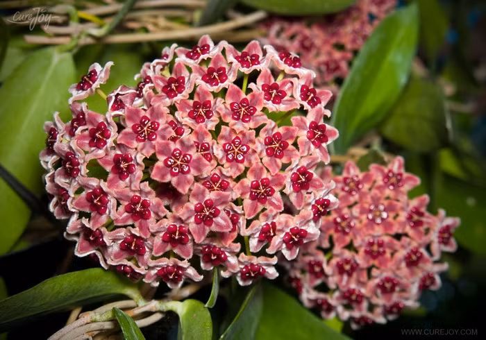 Hoa lan sáp thường được trồng trong nhà và được biết đến với hương thơm ngọt ngào, quyến rũ. Hoa lan sáp có màu trắng và màu hồng. Cây lan sáp khá dễ sống vì vậy bạn không cần phải tưới nước thường xuyên. Hãy tưới nước và bón phân cho cây nhiều hơn vào mùa xuân và mùa hè. Hãy chú ý cung cấp nhiều ánh sáng hơn để hoa nở nhanh hơn.