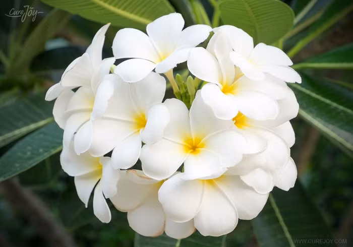 Hoa đại có màu trắng, vàng, hồng. Hoa đại có hương thơm dịu nhẹ và thường tỏa hương thơm nhất vào ban đêm. Bạn không cần tưới nước cho cây đại hàng ngày và nên hạn chế tưới nước vào mùa xuân và mùa đông. Cây đại sẽ rụng lá trong suốt mùa xuân, mùa đông và lá sẽ mọc lại khi tiết trời ấm áp.