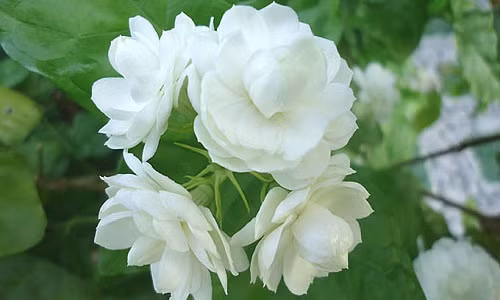 Nha luon toa huong thom ngat khi trong 7 loai hoa nay