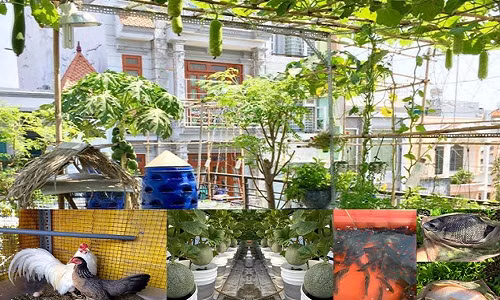 Dù công việc ở sân bay vô cùng bận rộn nhưng anh Lê Bạch Thái Thuyên (34 tuổi, Q. Gò Vấp, TP. Hồ Chí Minh) vẫn thích thú với việc trồng rau sạch.