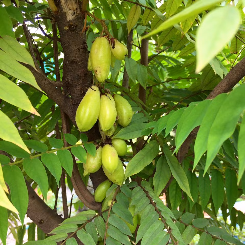 Với diện tích sân thượng không quá lớn nhưng khu vườn được anh Thuyên bố trí khá khoa học và vô cùng hợp lý.