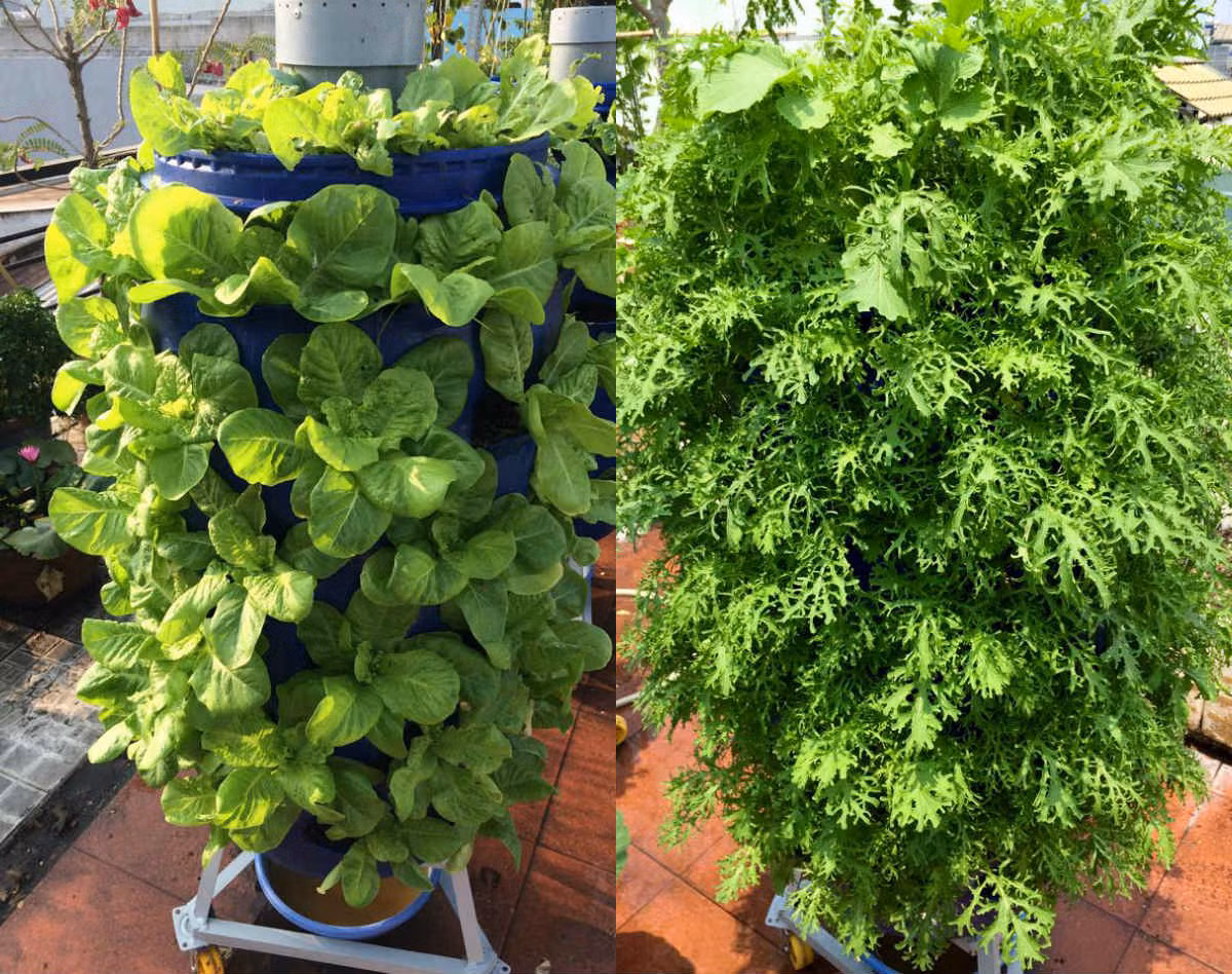 Theo kinh nghiệm của anh, chỉ trồng rau ăn hàng ngày nên việc trồng cũng như chăm sóc tương đối dễ. Rau chỉ cần đủ chất dinh dưỡng, đủ độ ẩm và ánh nắng là có thể phát triển tươi tốt.