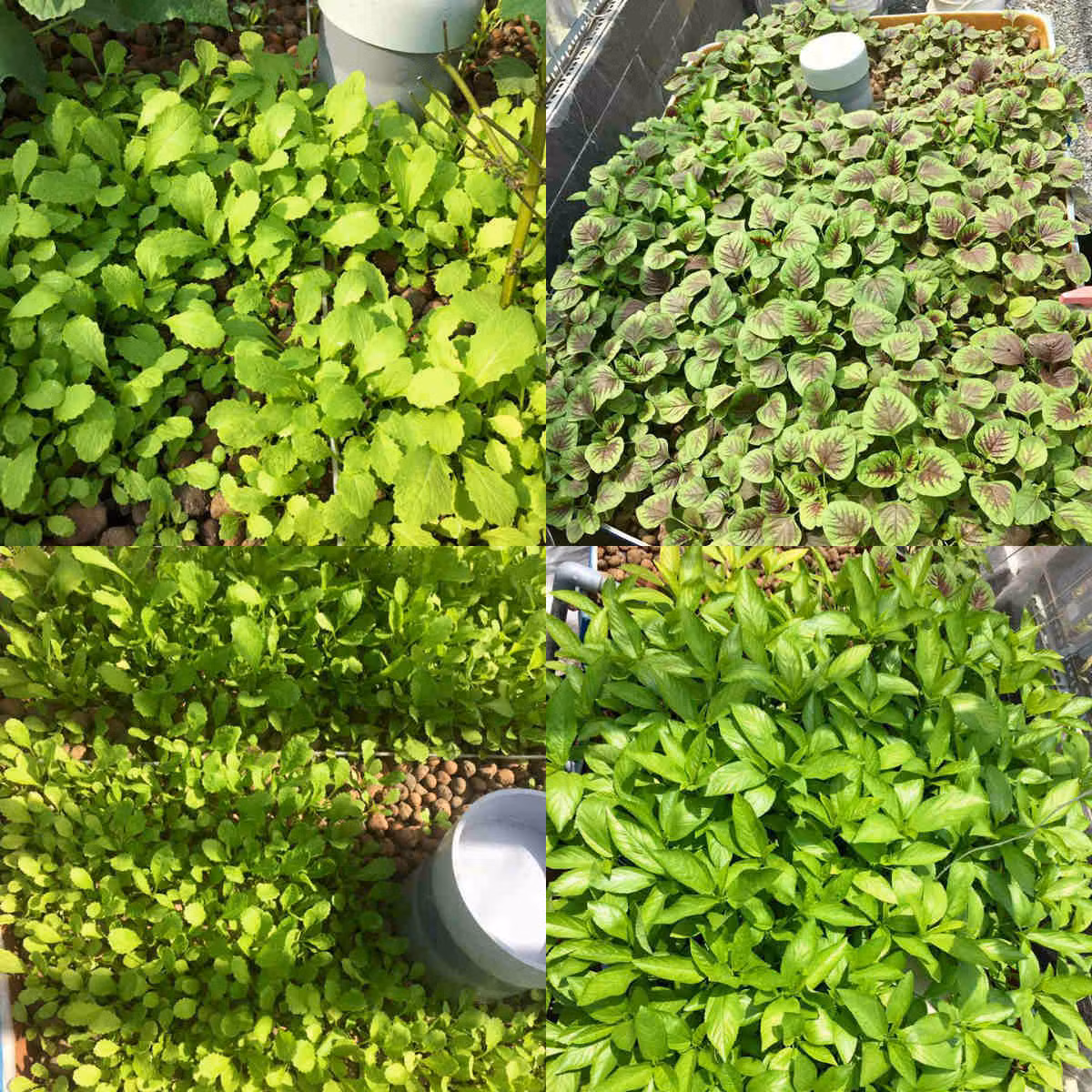 Và đáng khâm phục hơn khi ông bố 8x này còn tiếp tục trồng rau trong ống trụ đứng với năng suất "khủng".