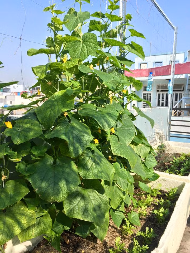 Khi PV Ngon Sạch Lạ hỏi về cơ duyên nào bắt đầu khiến anh nhen nhóm ý tưởng trồng rau sạch trên sân thượng, anh Thuyên bồi hồi kể: "Đó là một lần tình cờ, mình đọc được trên báo Dân Việt thấy có một giàn bầu rất đẹp trên sân thượng tầng 5 nên ngay từ lúc đó, mình đã muốn biến sân thượng nhà mình thành một vườn rau xanh ngát xanh."