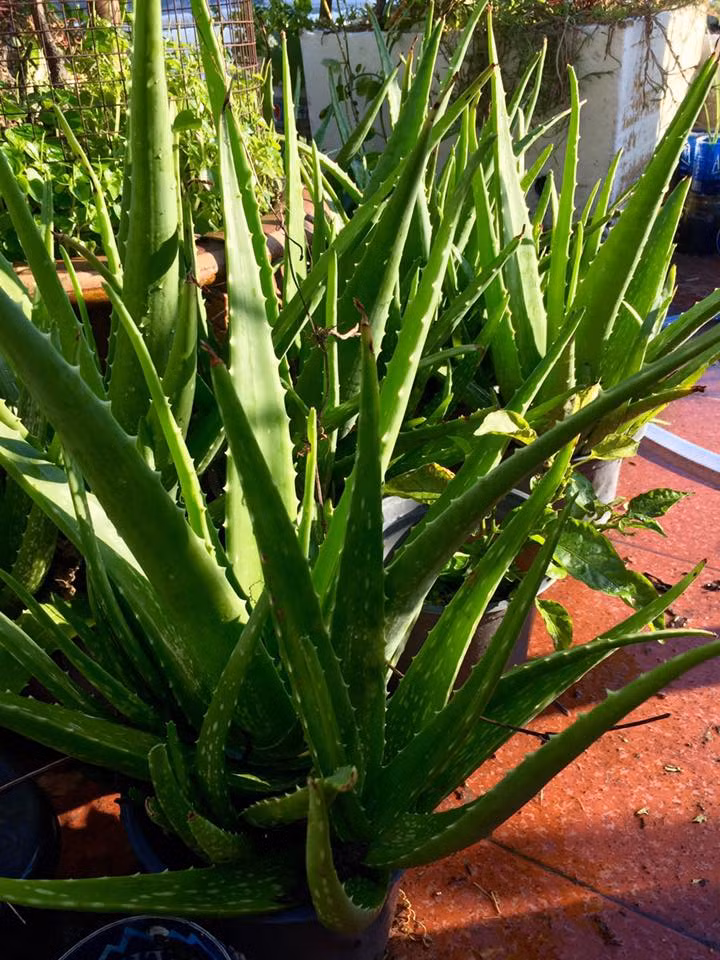 Nha đam xanh tốt thành từng bụi.