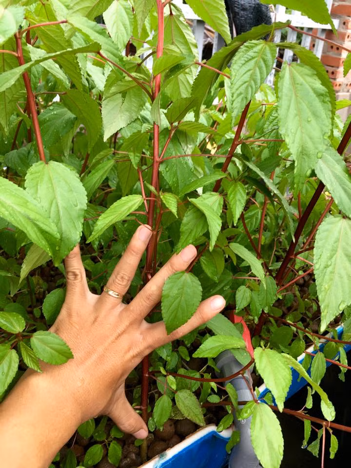 "Phía ban công bên ngoài rộng khoảng 25m2, mình sử dụng khoảng trống này để bắc giàn, trồng bầu sai lúc lỉu. Khu vực sát bờ tường ngôi nhà thì mình sử dụng để trồng dưa lưới. Còn riêng đối với khoảng không ở giữa sân thượng ngập tràn ánh nắng, mình tận dụng trồng rau xanh. Mùa nào thức nấy, khu vườn luôn xanh tốt, đầy đủ các loại cây trái từ bầu, bí, rau muống, xà lách đến các loại dưa leo, dưa hấu…", anh Thuyên cho biết.