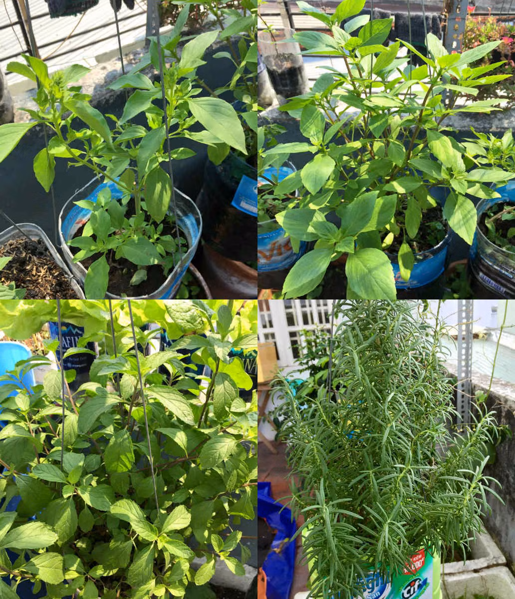 Tuy nhiên, nếu quá nhiều nắng cũng có thể khiến rau bị khô héo. Để toàn bộ vườn rau xanh luôn tươi tốt, anh chọn lựa những vị trí trồng phù hợp giúp rau phát triển khỏe mạnh, hạn chế sâu bệnh.