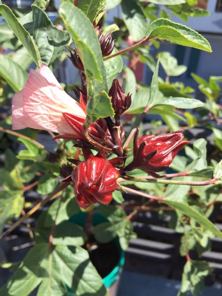 Hoa bụp dấm được anh trồng thành công.