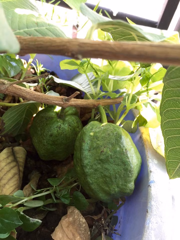 Ổi được trồng trong thùng nhựa.