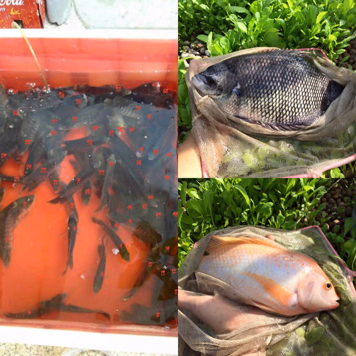 Cá được chăn thả theo mô hình thùng Aquaponics.