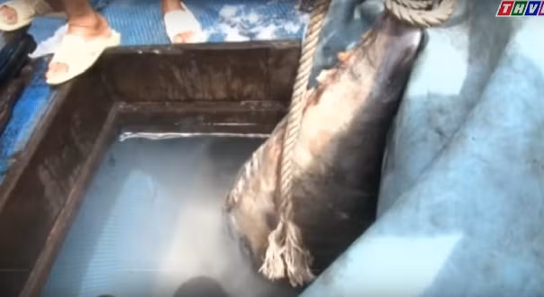 Ngày 6/6, tàu đánh cá BĐ 95910 TS của ngư dân Lê Văn Tổng (trú xã Tam Quan Bắc huyện Hoài Nhơn, Bình Định) đã câu được một con cá ngừ đại dương nặng gần 3 tạ tại vùng biển Trường Sa. Ảnh: THVL.