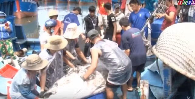 Lần đầu câu được cá ngừ đại dương khổng lồ, thuyền viên trên tàu ai cũng mừng. Ảnh: THVL.