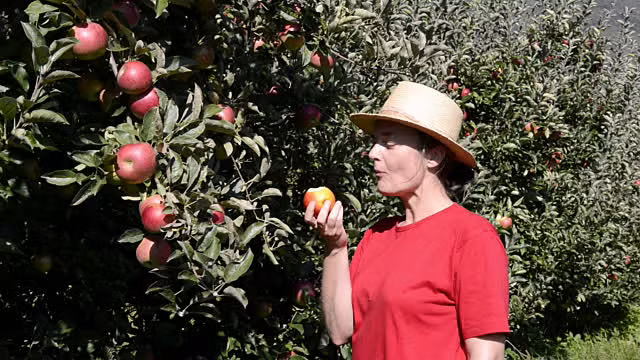 Vườn táo hữu cơ đủ đẹp để mê hoặc những vị khách khó tính nhất. Ảnh: Gettyimages.
