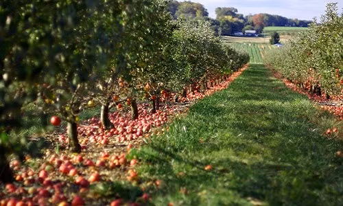 Khi nhà vườn không kịp thu hái táo. Ảnh: Flickr.