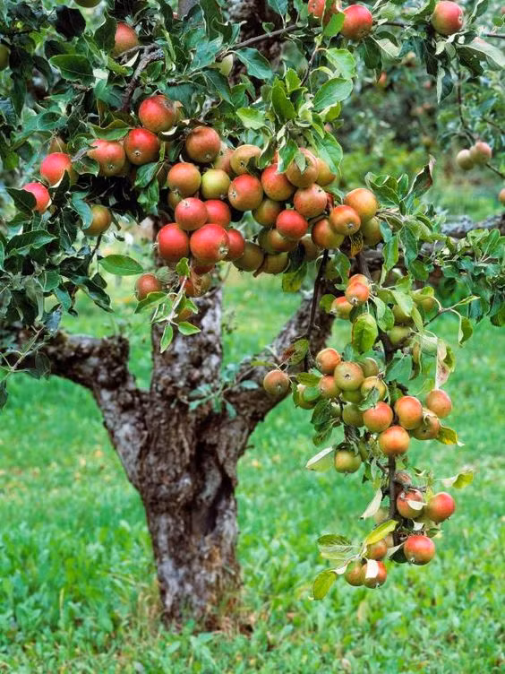 Trang trại Huber mở cửa hàng ngày cho du khách vào hái táo trong suốt mùa thu từ tháng 8 đến tháng 10. Ảnh: Printest.