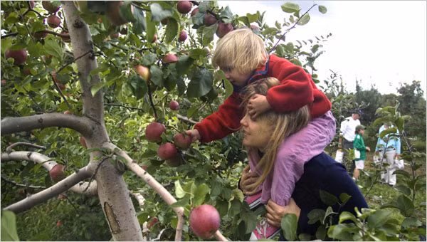 Vườn táo chín mọng hấp dẫn cả trẻ em. Ảnh: New York Time.