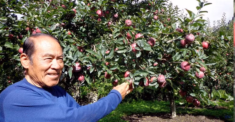 Nhờ kỹ thuật cắt tỉa, chăm sóc theo quy trình nghiêm ngặt, vườn táo luôn sai trĩu quả. Ảnh: Arkonetwork.