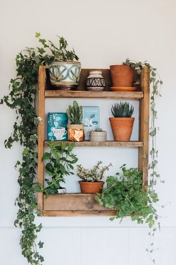 Để giảm bớt cái nóng đầu hè oi ả, rất nhiều chủ nhà đã mày mò học cách trồng giàn dây leo trong nhà. Một số loại cây thân leo như cây xương rồng hột, cây nho, cây vạn niên thanh, cây trầu bà… rất dễ sống và bắt đầu được trồng phổ biến trong nhiều gia đình.